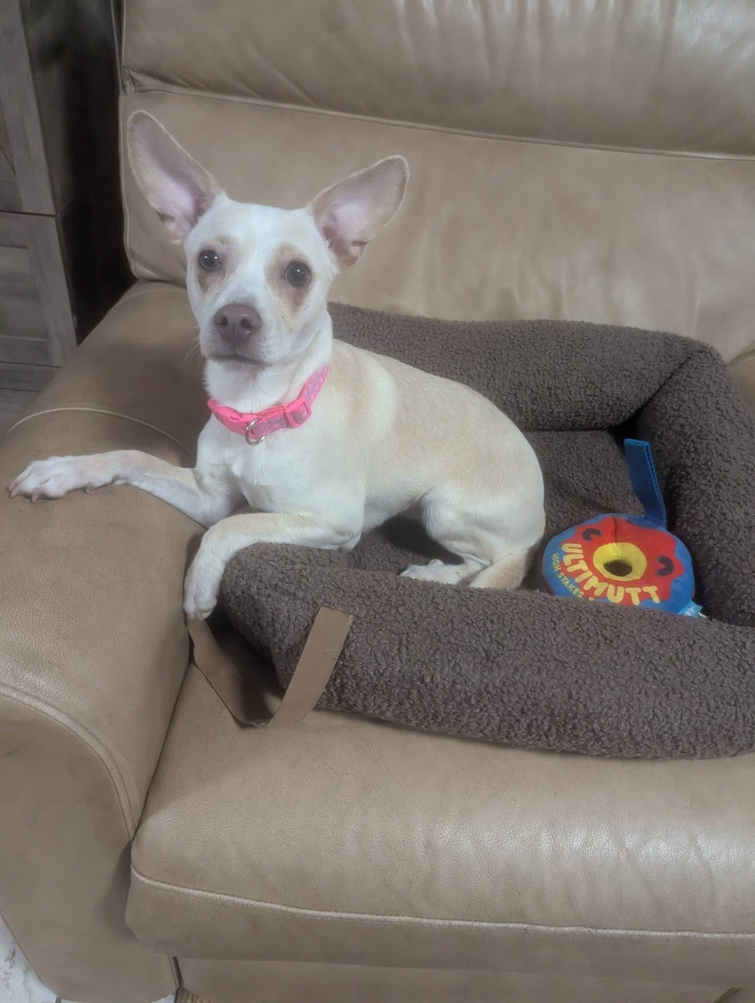Enlarge Analiese , a Adoptable mixed breed in Oakland, CA image 4/6