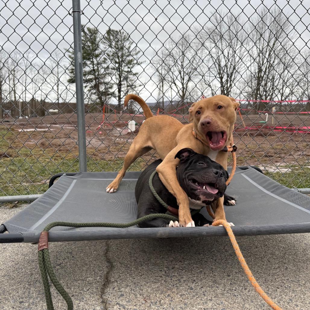 Whimsy-188, Adoptable, Adult Female Pit Bull Terrier & Mixed Breed.