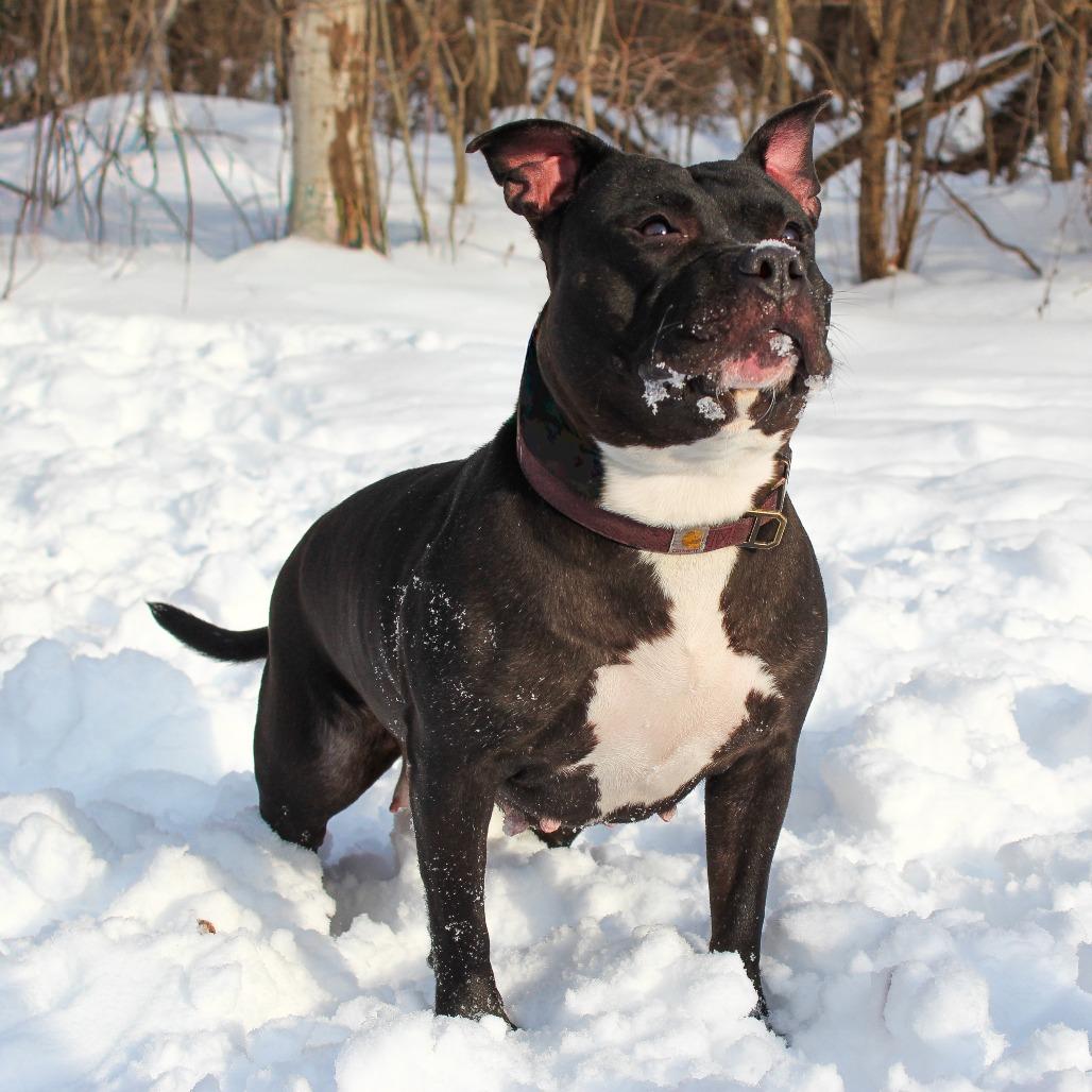 Whimsy-188, Adoptable, Adult Female Pit Bull Terrier & Mixed Breed.