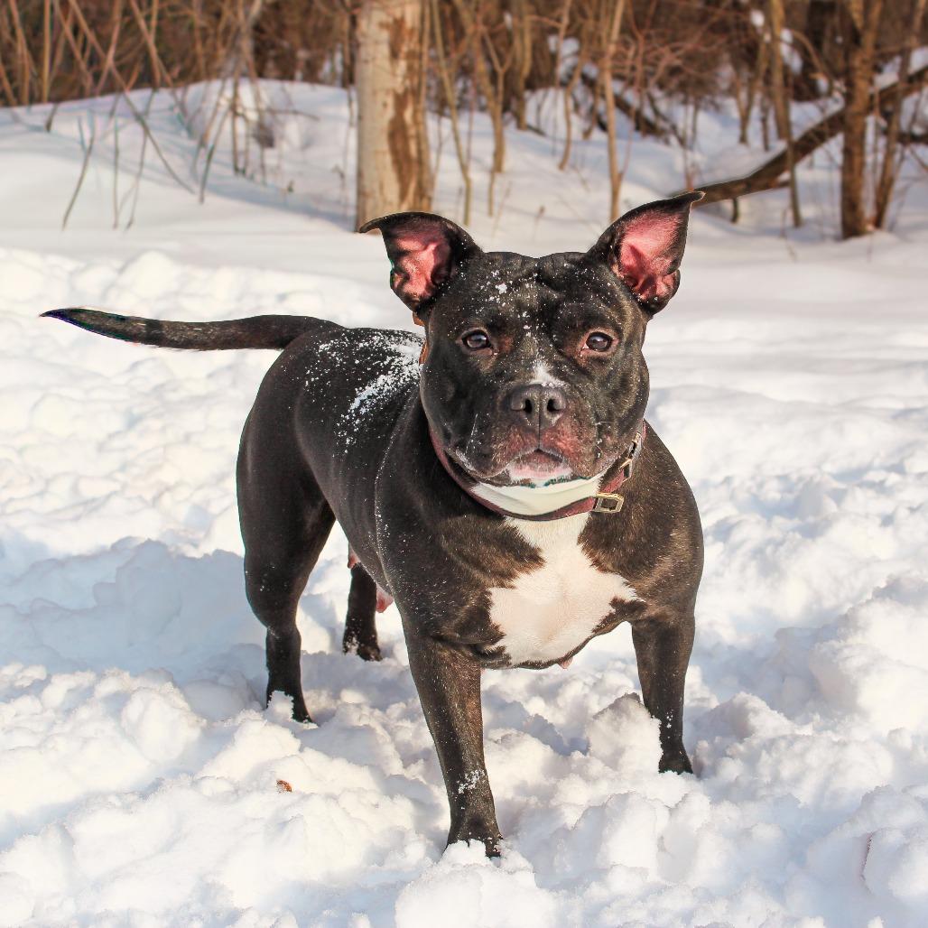 Enlarge Whimsy-188, a Adoptable mixed breed in Canastota, NY image 2/3