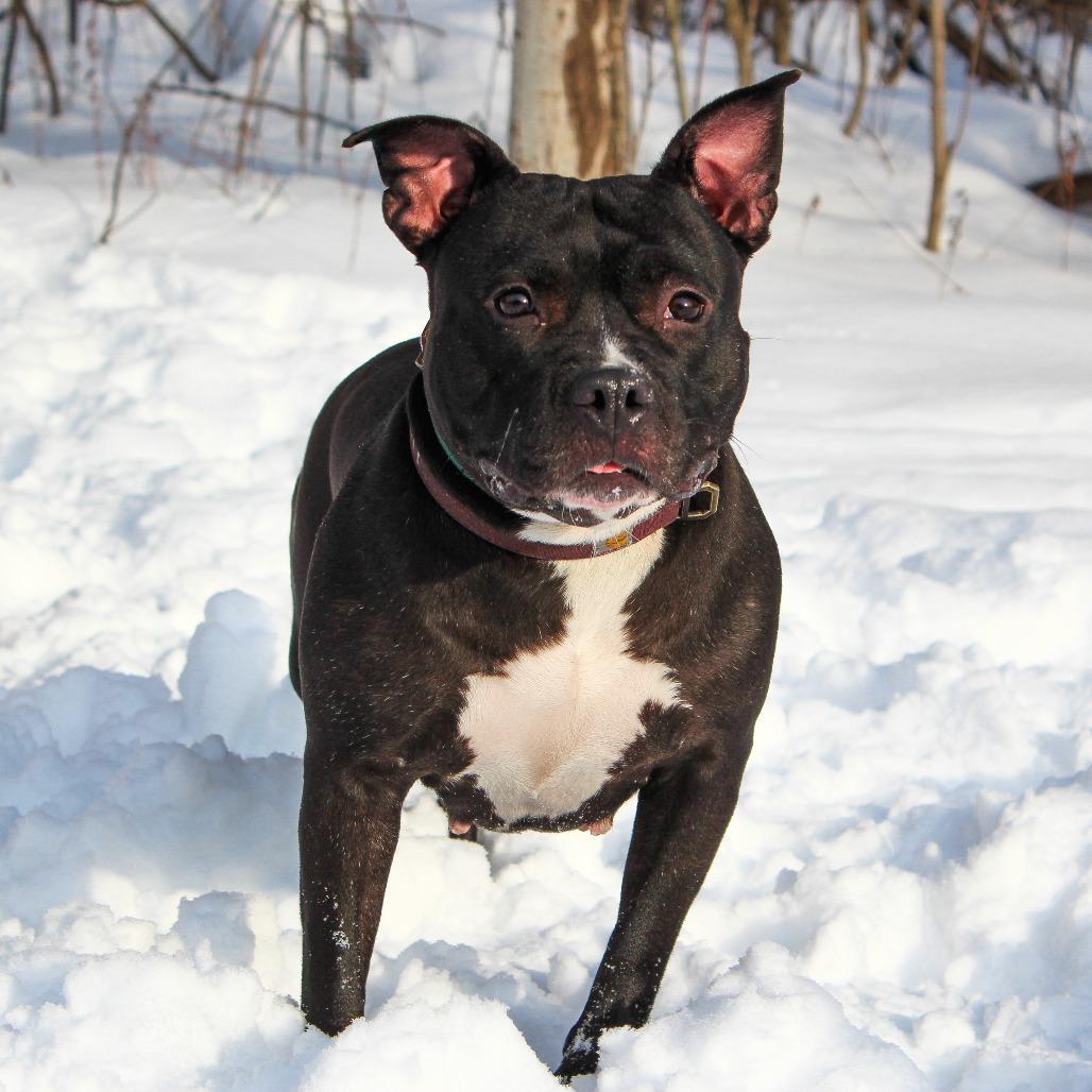 Enlarge Whimsy-188, a Adoptable mixed breed in Canastota, NY image 3/3
