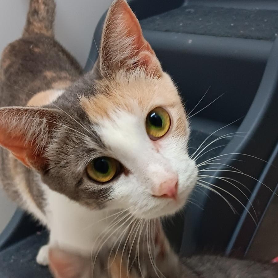 Bre, Adoptable, Adult Female Domestic Short Hair.