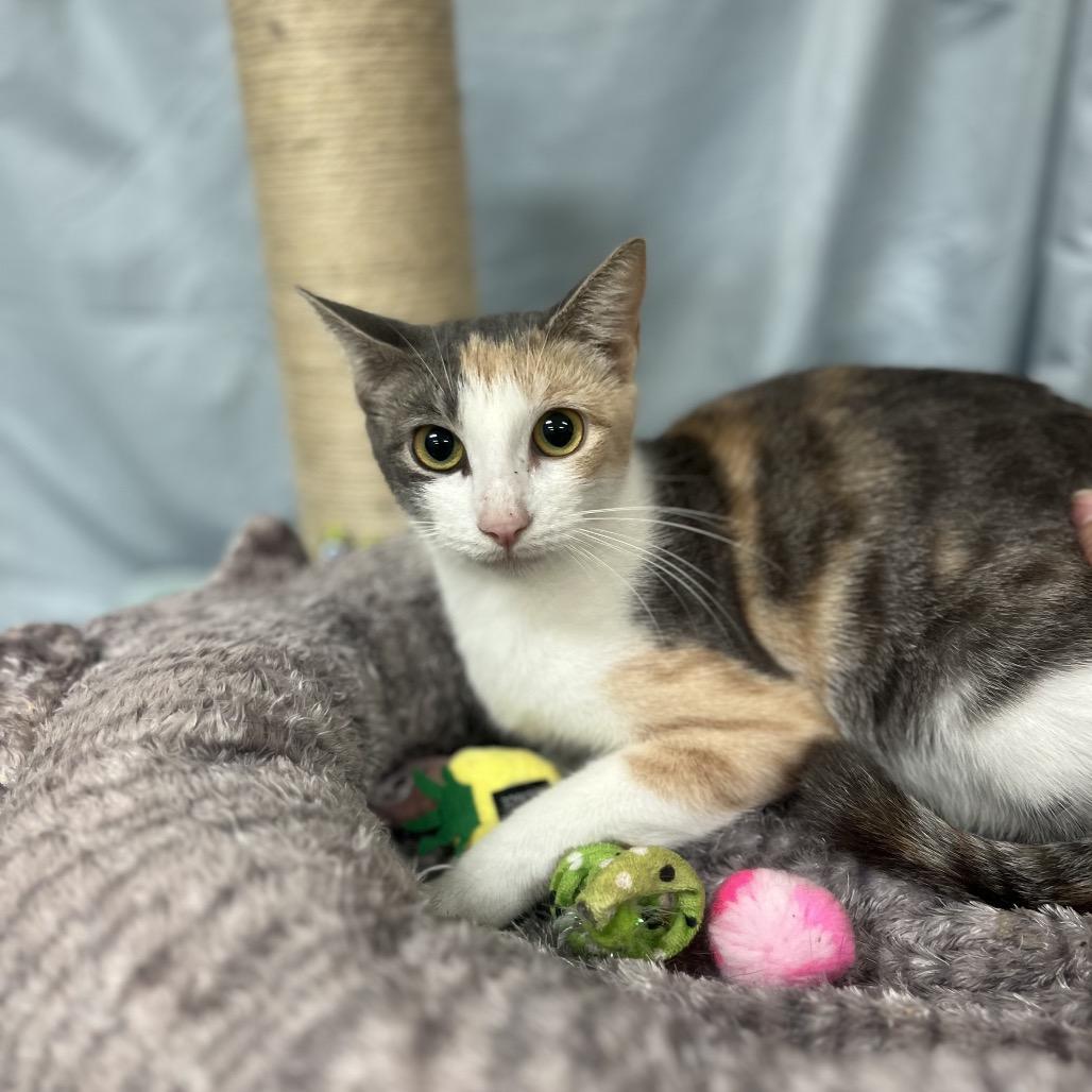 Bre, Adoptable, Adult Female Domestic Short Hair.