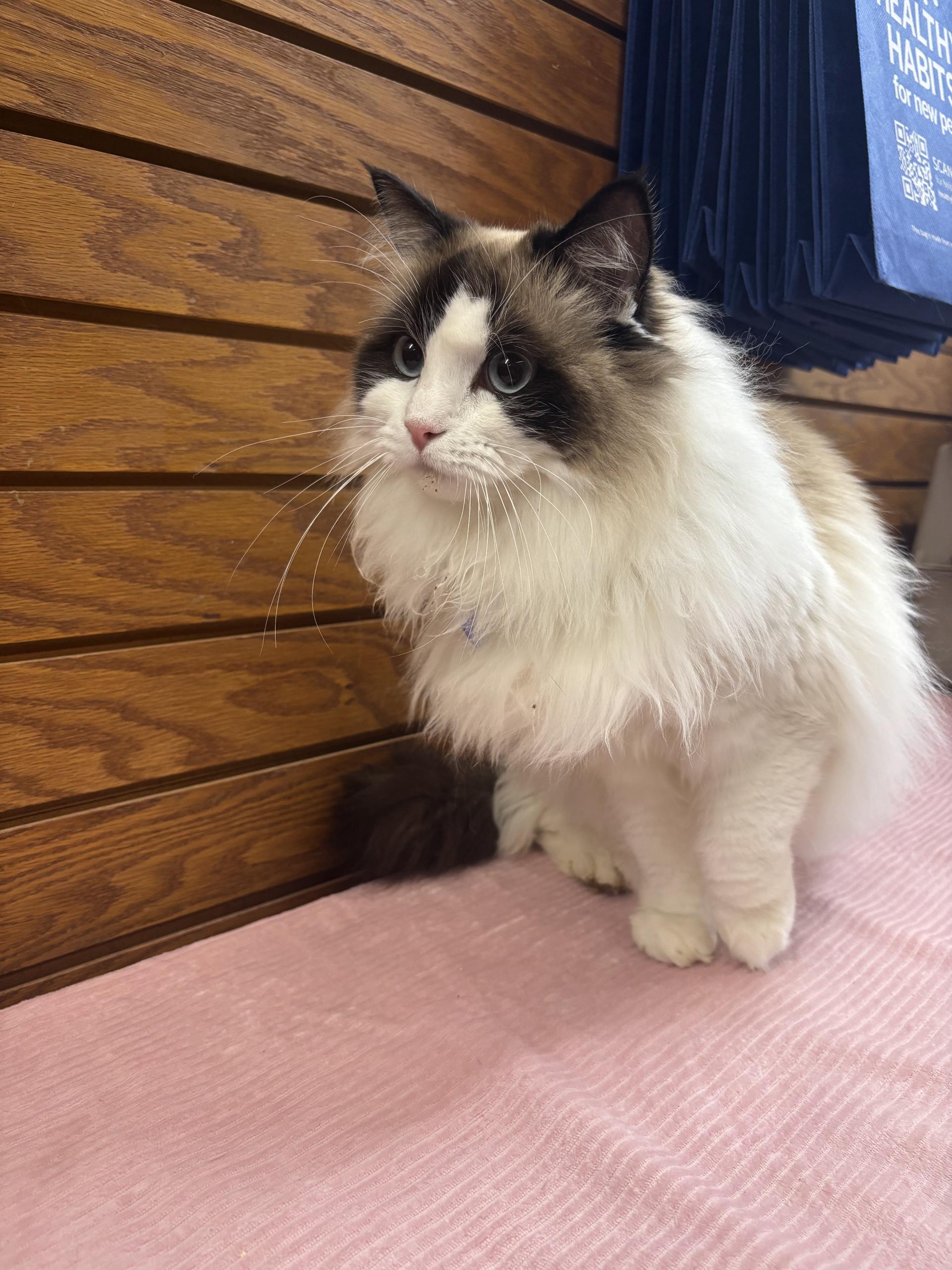 Enlarge Olivia , an adopted Ragdoll in Coldwater, MI image 1/2