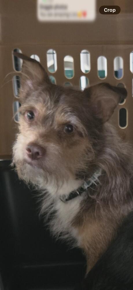 Doc, a Adoptable mixed breed in Papillion, NE image 1/2