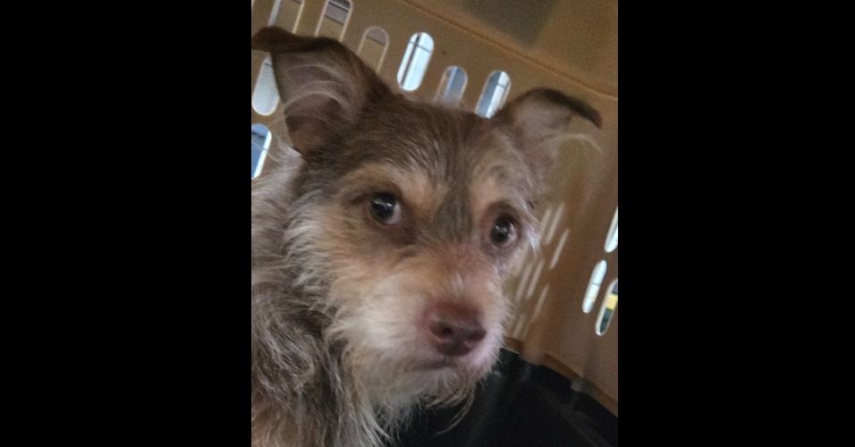 Doc, a Adoptable mixed breed in Papillion, NE image 2/2