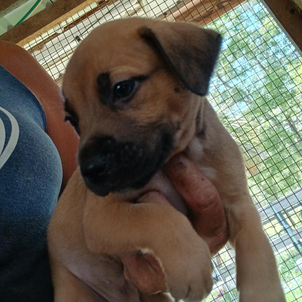 Blayz, Adoptable, Puppy Male Mixed Breed.