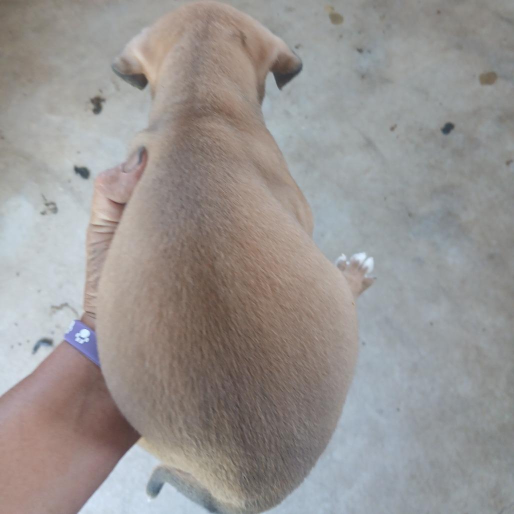 Enlarge Blayz, a Adoptable Mixed Breed in Morriston, FL image 2/2