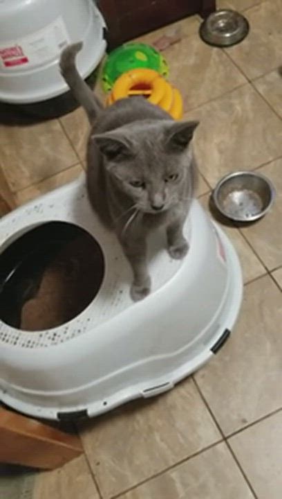 Enlarge JULIA, a Adoptable Domestic Short Hair in Brooklyn, NY video 6/11