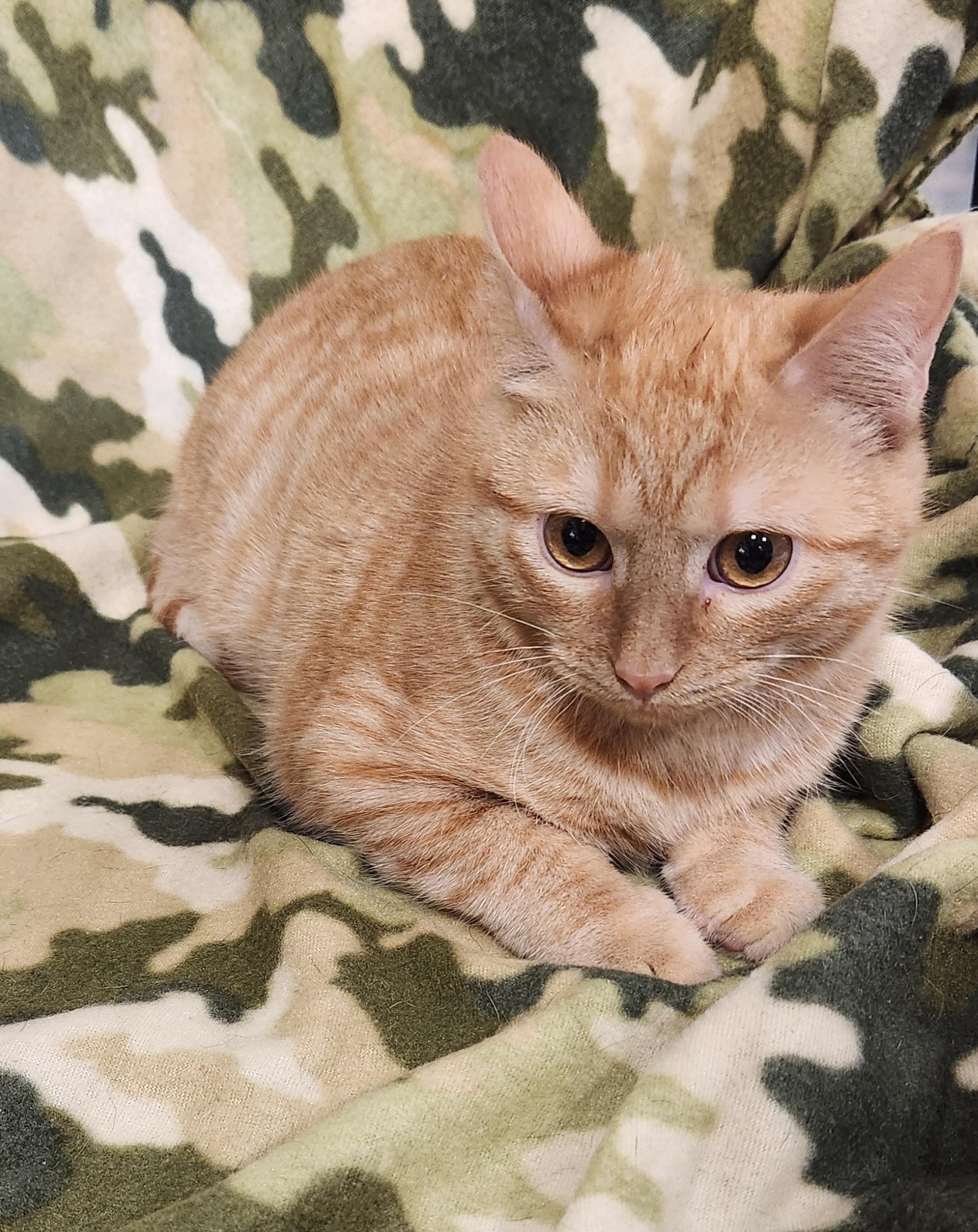 Enlarge Beans, a ADOPTABLE Domestic Short Hair in Baton Rouge, LA image 1/5