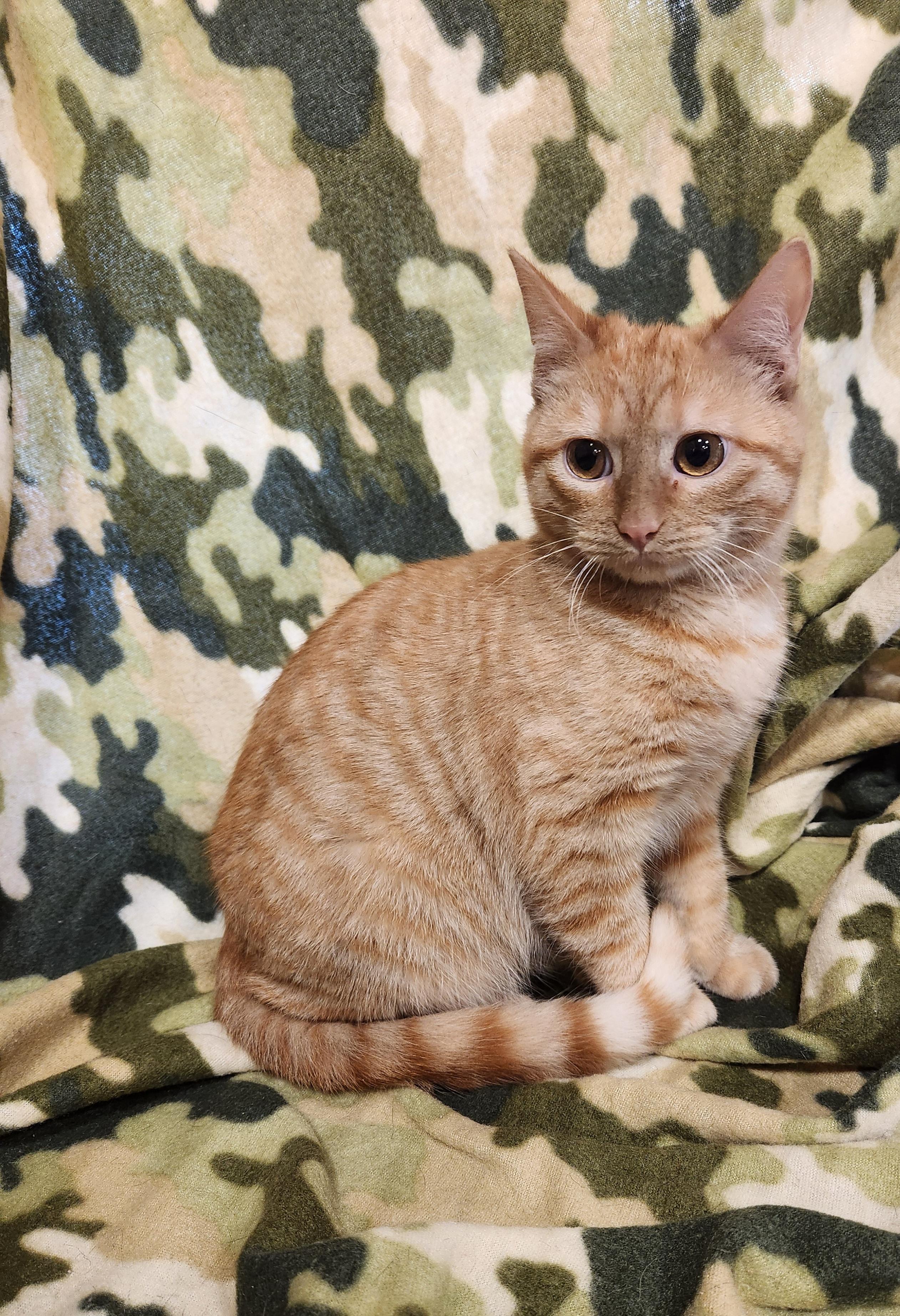 Enlarge Beans, a ADOPTABLE Domestic Short Hair in Baton Rouge, LA image 4/5