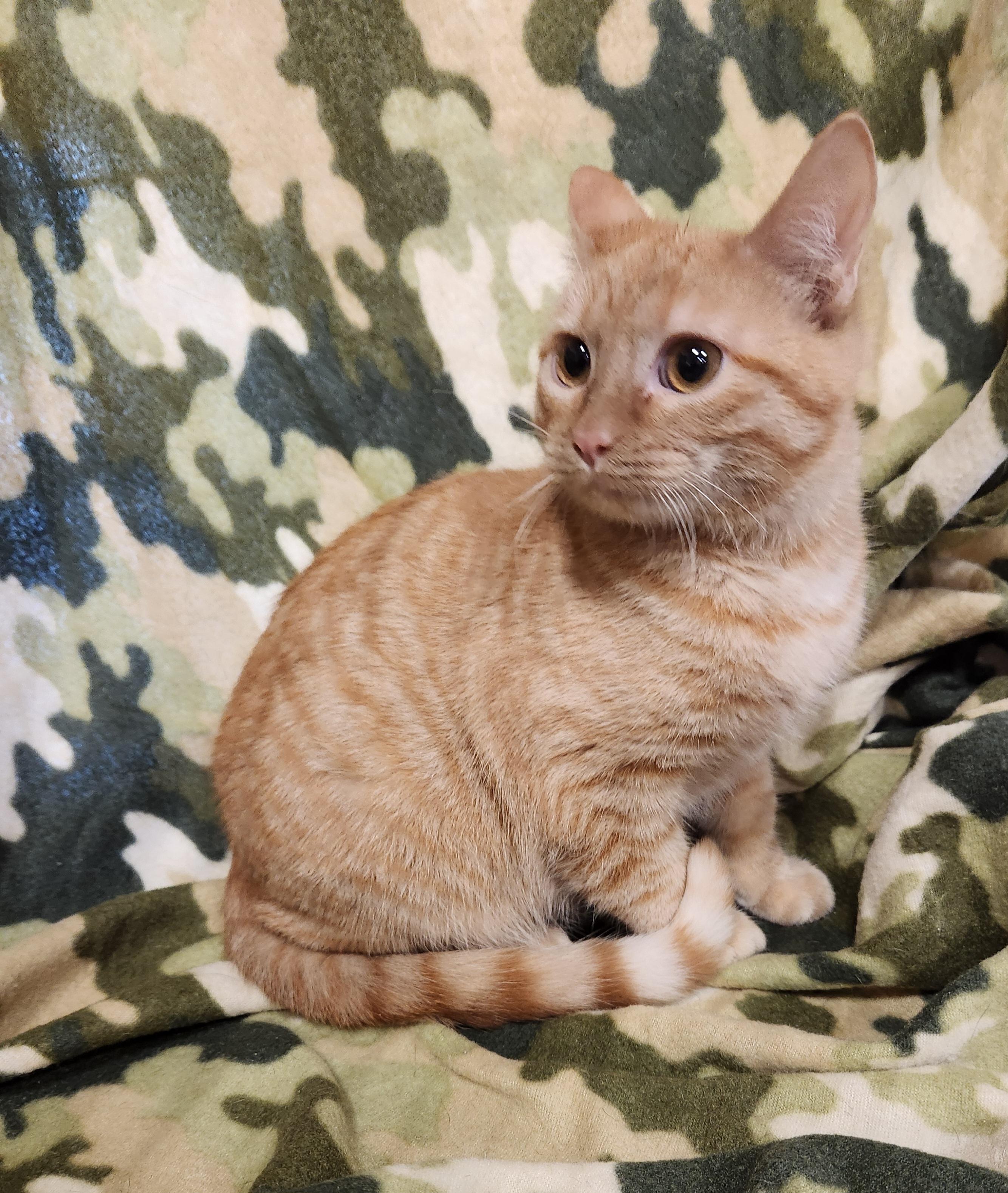 Enlarge Beans, a ADOPTABLE Domestic Short Hair in Baton Rouge, LA image 5/5