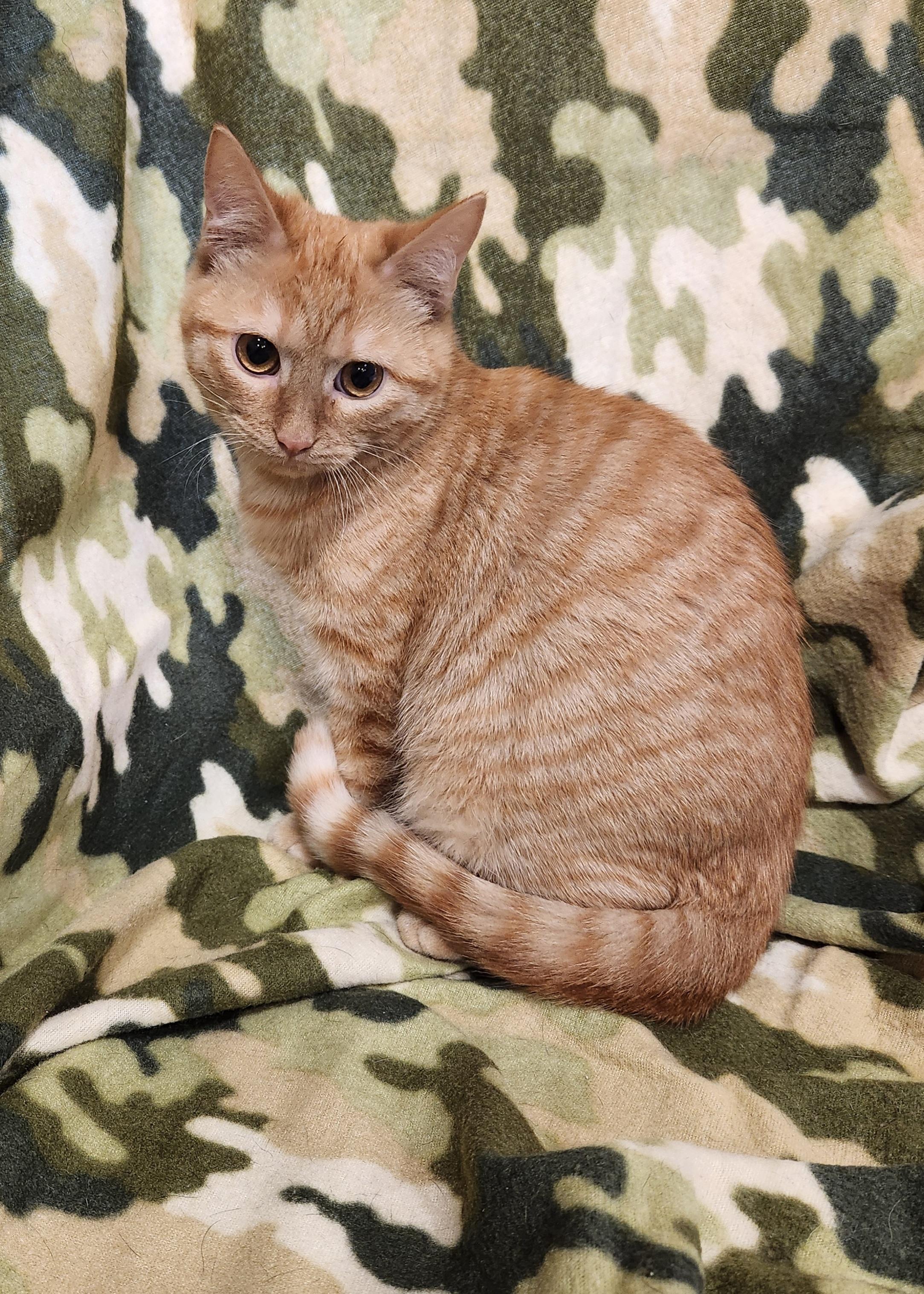 Enlarge Beans, a ADOPTABLE Domestic Short Hair in Baton Rouge, LA image 3/5