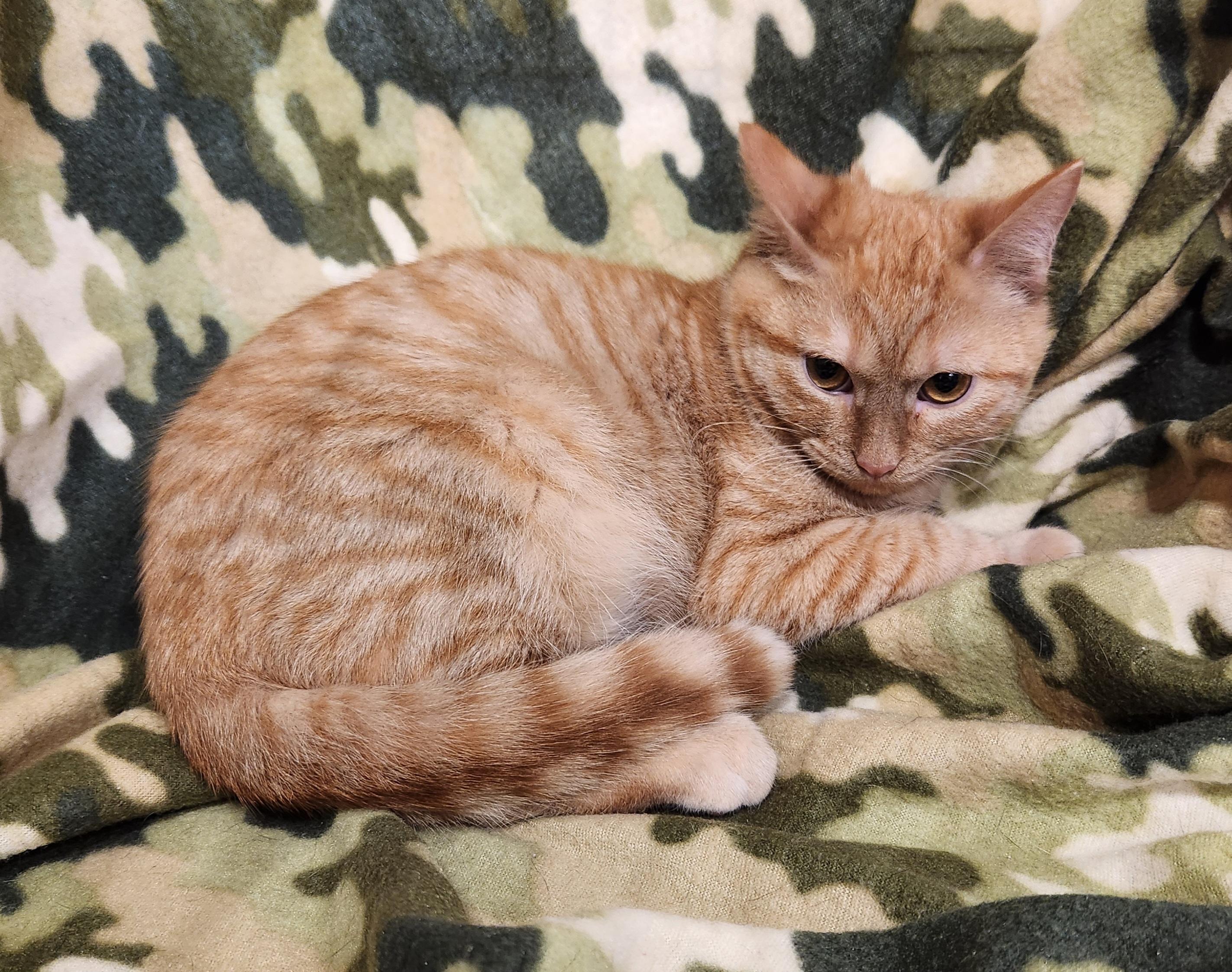 Enlarge Beans, a ADOPTABLE Domestic Short Hair in Baton Rouge, LA image 2/5