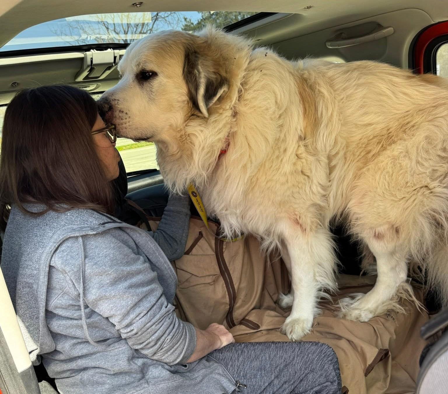 Enlarge Glacier - New to Rescue - Senior - Needs 6' Fence or Walk Only Home, an adopted Great Pyrenees in Indianapolis, IN image 3/4