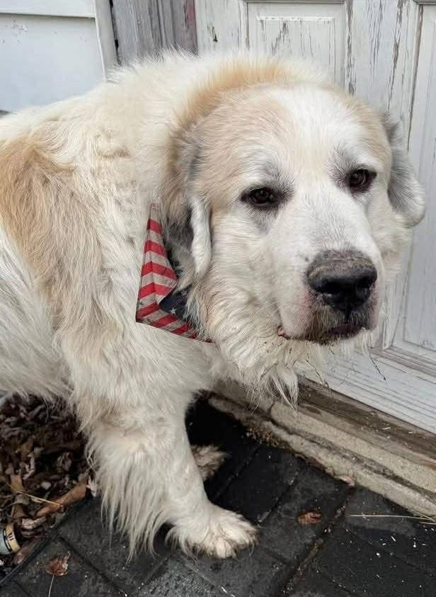 Enlarge Glacier - New to Rescue - Senior - Needs 6' Fence or Walk Only Home, an adopted Great Pyrenees in Indianapolis, IN image 1/4