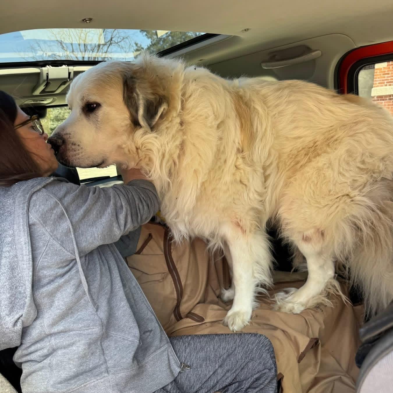 Enlarge Glacier - New to Rescue - Senior - Needs 6' Fence or Walk Only Home, an adopted Great Pyrenees in Indianapolis, IN image 4/4