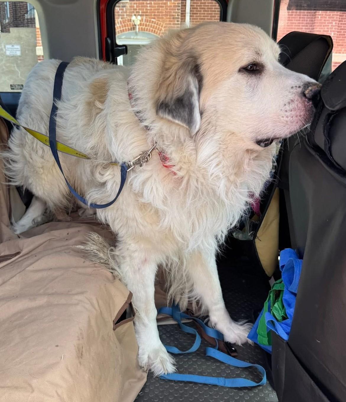 Enlarge Glacier - New to Rescue - Senior - Needs 6' Fence or Walk Only Home, an adopted Great Pyrenees in Indianapolis, IN image 2/4