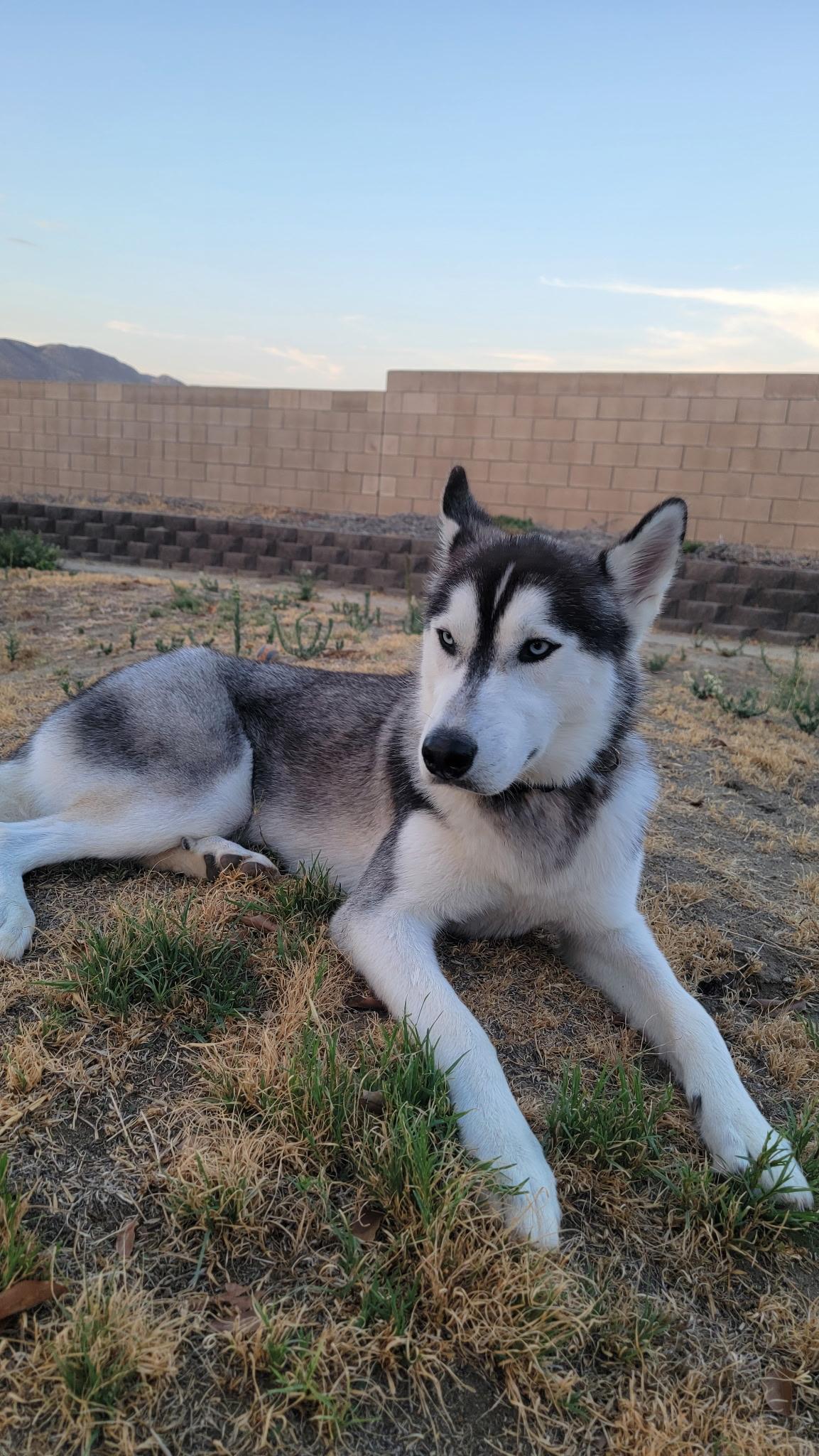 Enlarge Samson, a Adoptable Siberian Husky in Perris, CA image 1/3