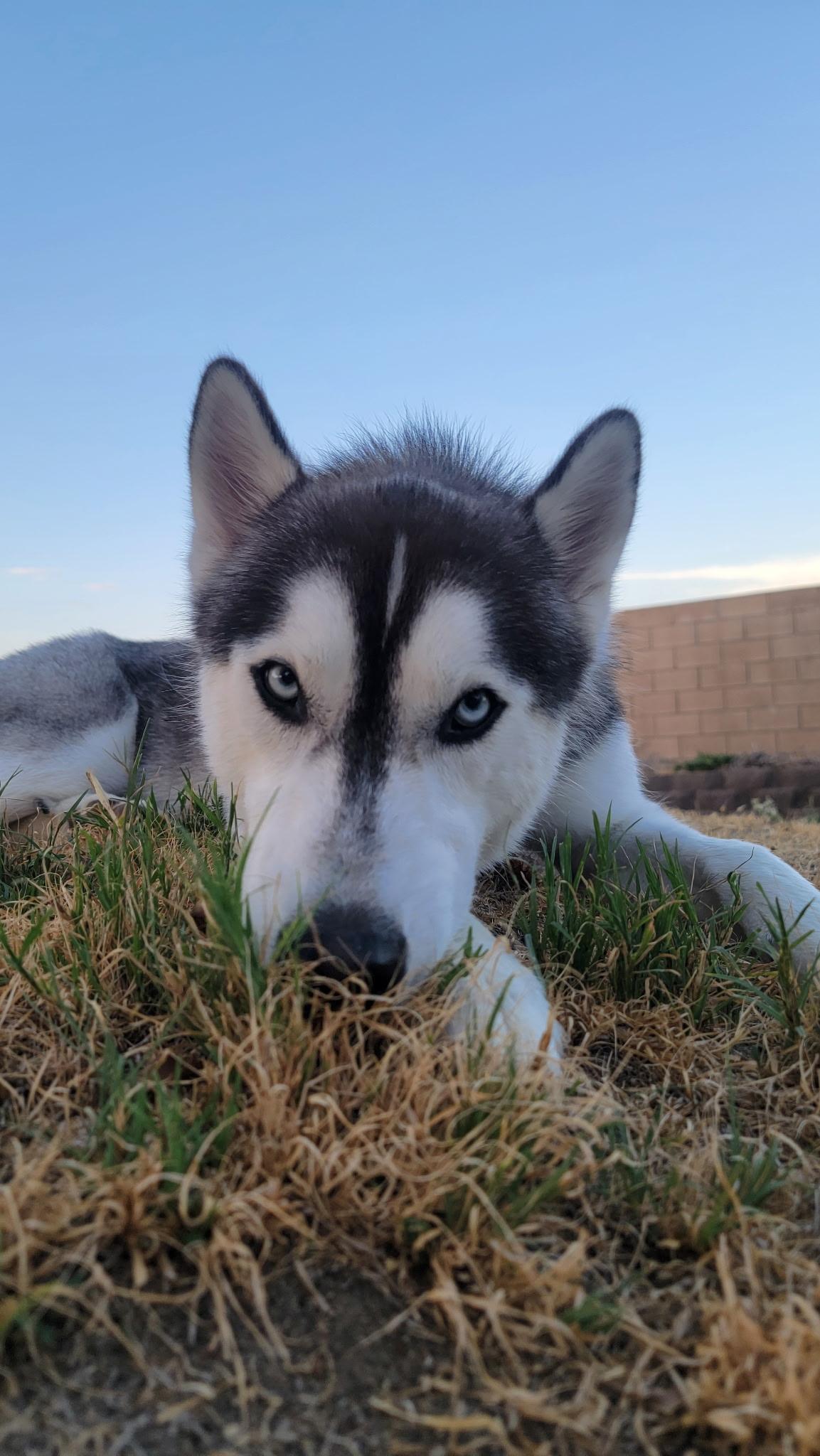 Enlarge Samson, a Adoptable Siberian Husky in Perris, CA image 2/3