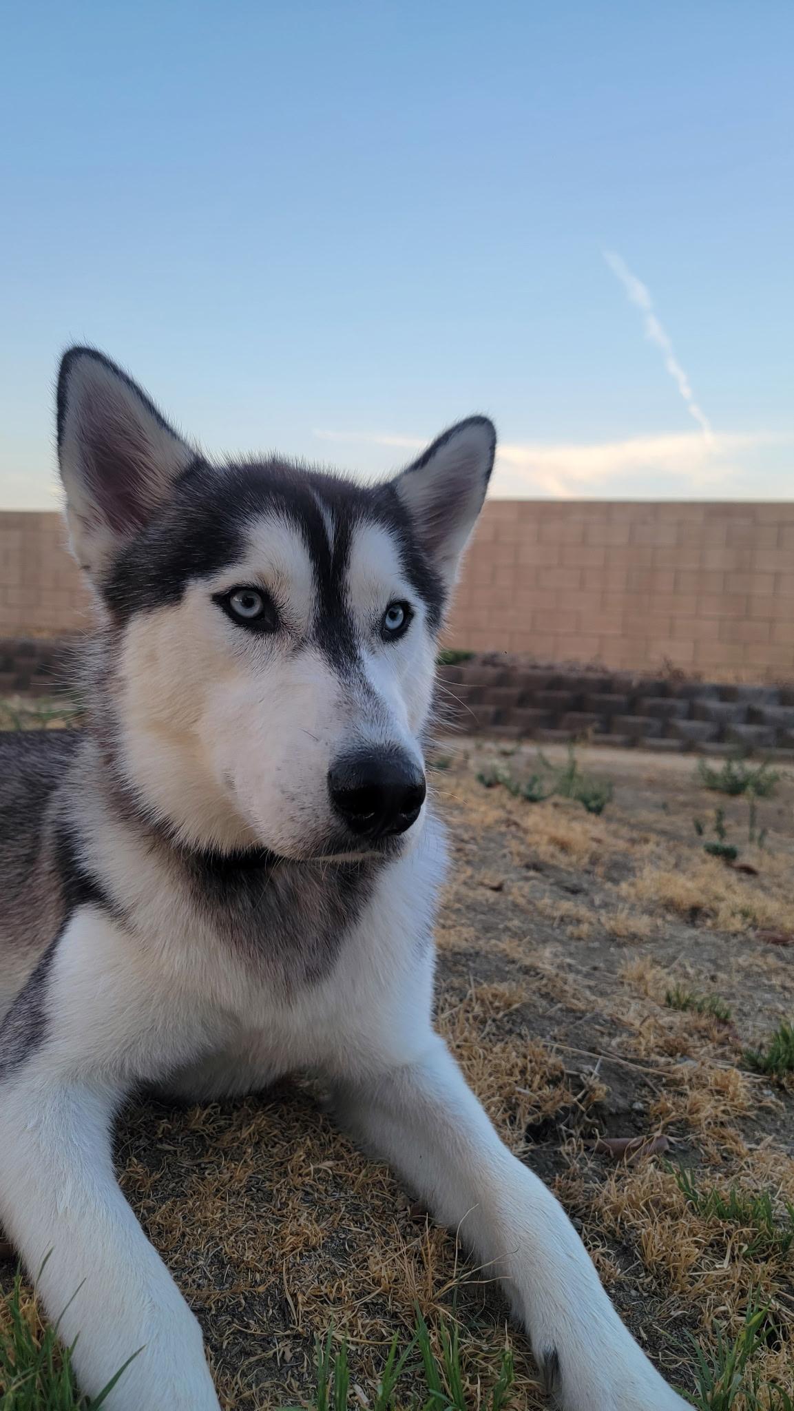 Enlarge Samson, a Adoptable Siberian Husky in Perris, CA image 3/3