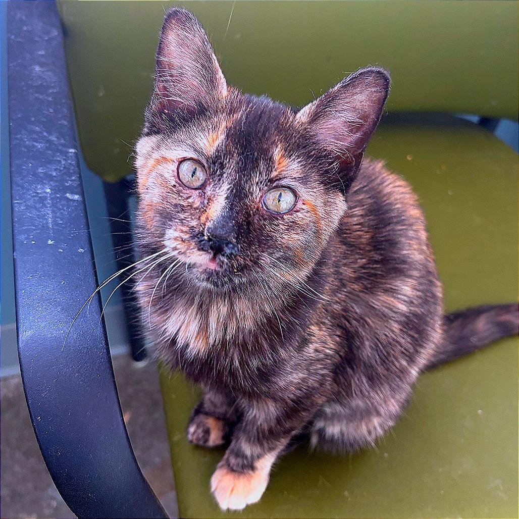 The Mad Hatter, a Adoptable Domestic Short Hair in Boaz, AL image 2/3