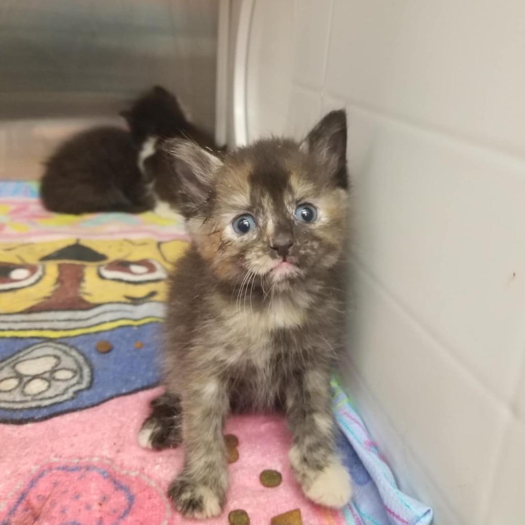 The Mad Hatter, a Adoptable Domestic Short Hair in Boaz, AL image 3/3