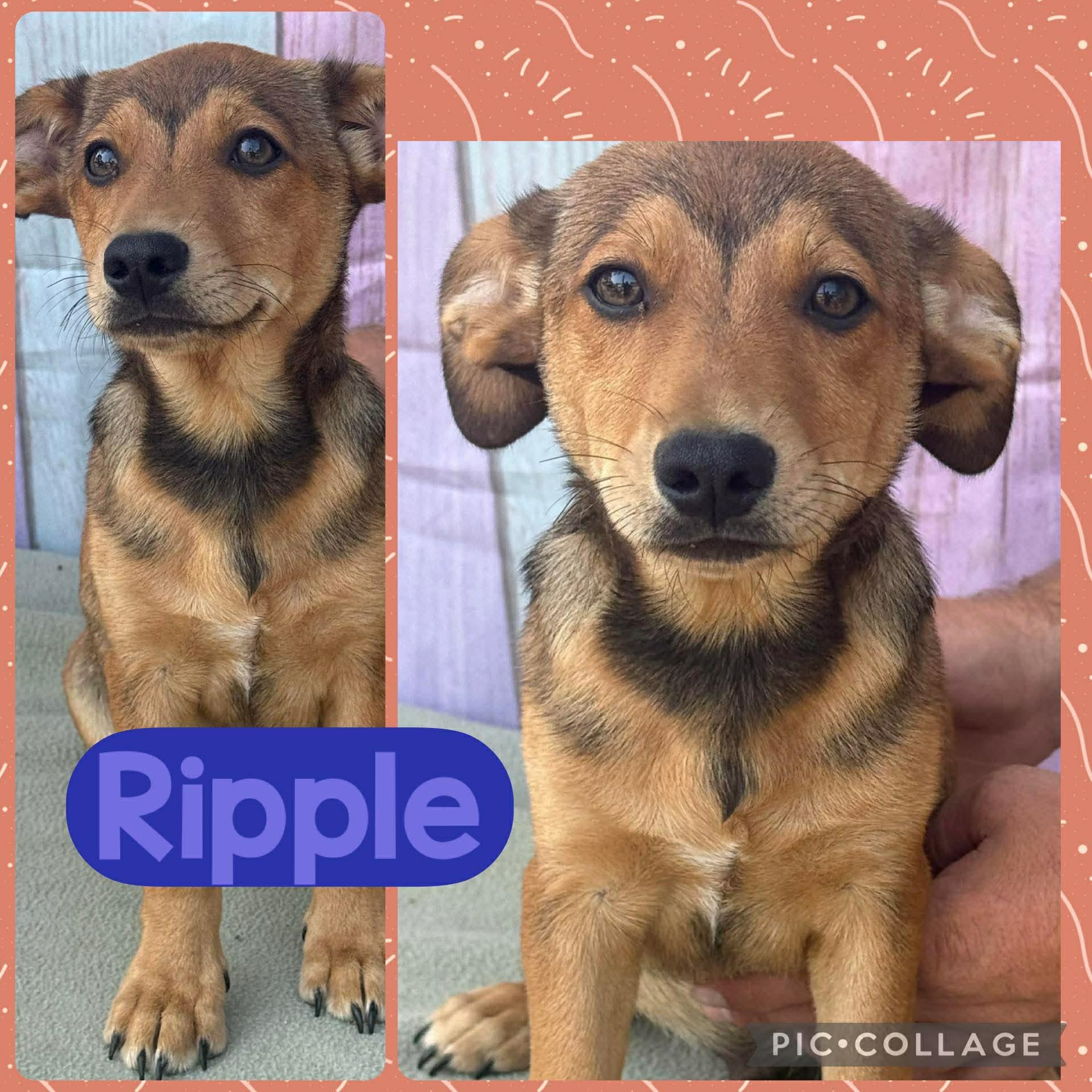 Ripple, ADOPTABLE, Puppy Male Labrador Retriever & Dachshund.