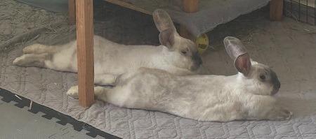 Enlarge Remy & Tatum (bonded pair), a Adoptable Bunny Rabbit in Scotts Valley, CA image 1/4