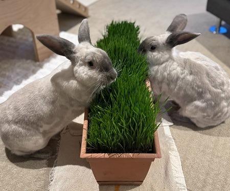 Enlarge Remy & Tatum (bonded pair), a Adoptable Bunny Rabbit in Scotts Valley, CA image 1/4