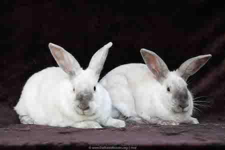 Enlarge Remy & Tatum (bonded pair), a Adoptable Bunny Rabbit in Scotts Valley, CA image 3/4