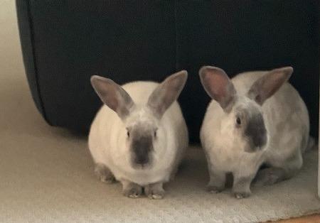 Enlarge Remy & Tatum (bonded pair), a Adoptable Bunny Rabbit in Scotts Valley, CA image 3/4