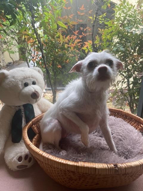 Chloe, a Adoptable Terrier image 1/2