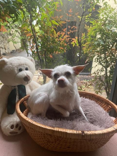 Chloe, a Adoptable Terrier image 2/2