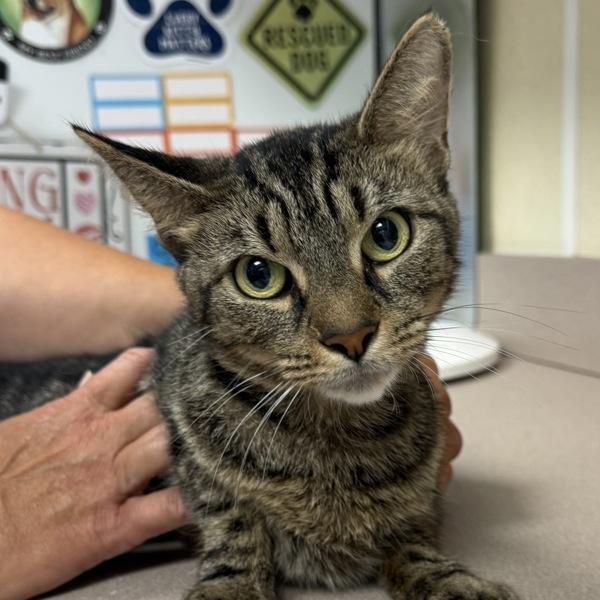 Libby, Adoptable, Adult Female Domestic Short Hair.