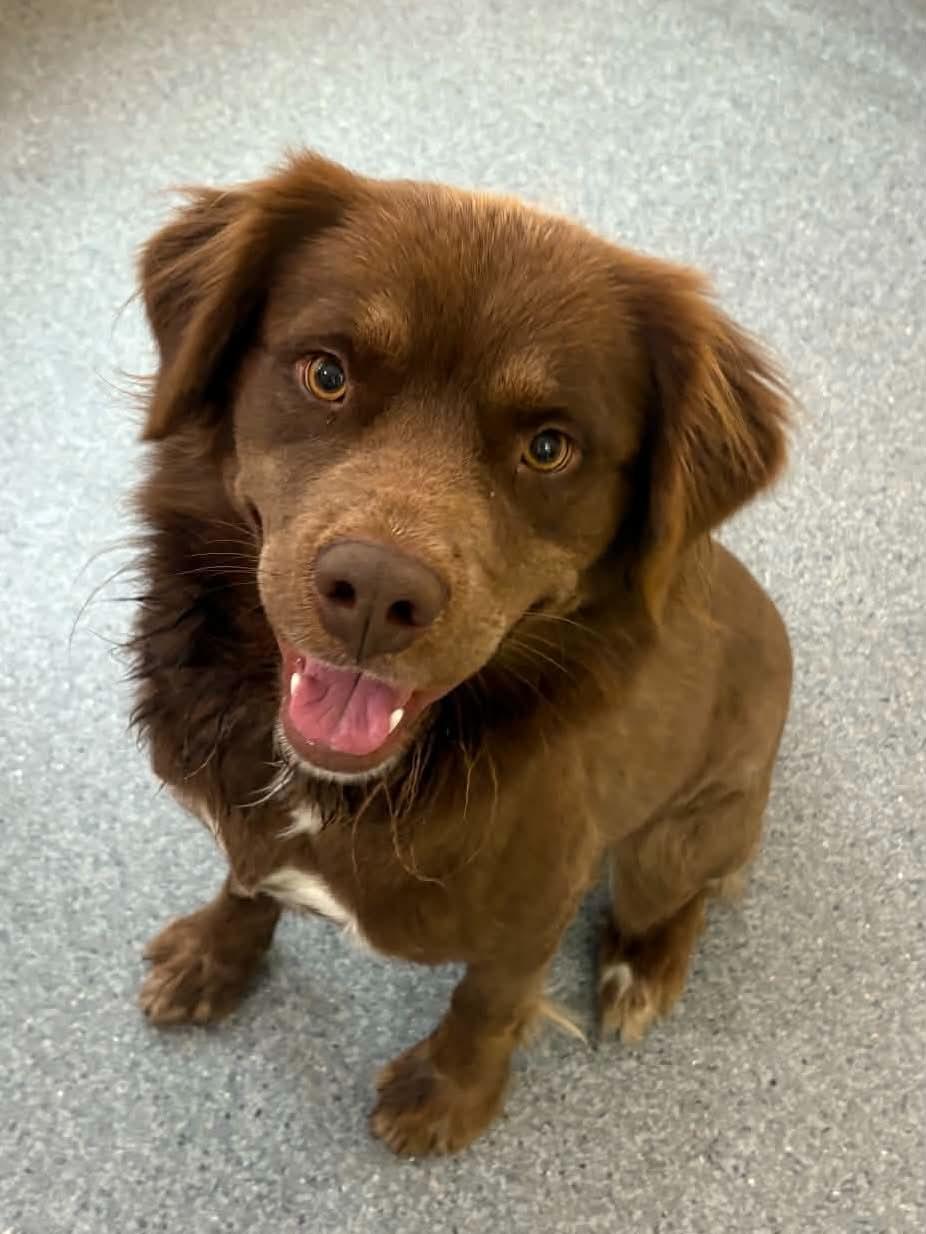 Enlarge Everest, a Adoptable Australian Shepherd in Covington, VA image 1/1