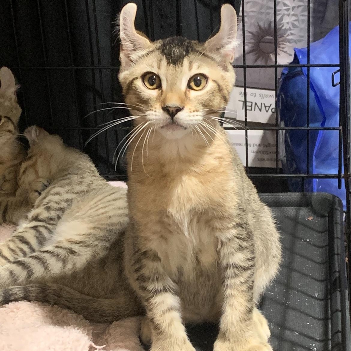 Enlarge Tony, a Adoptable American Curl in Glendora, CA image 1/1