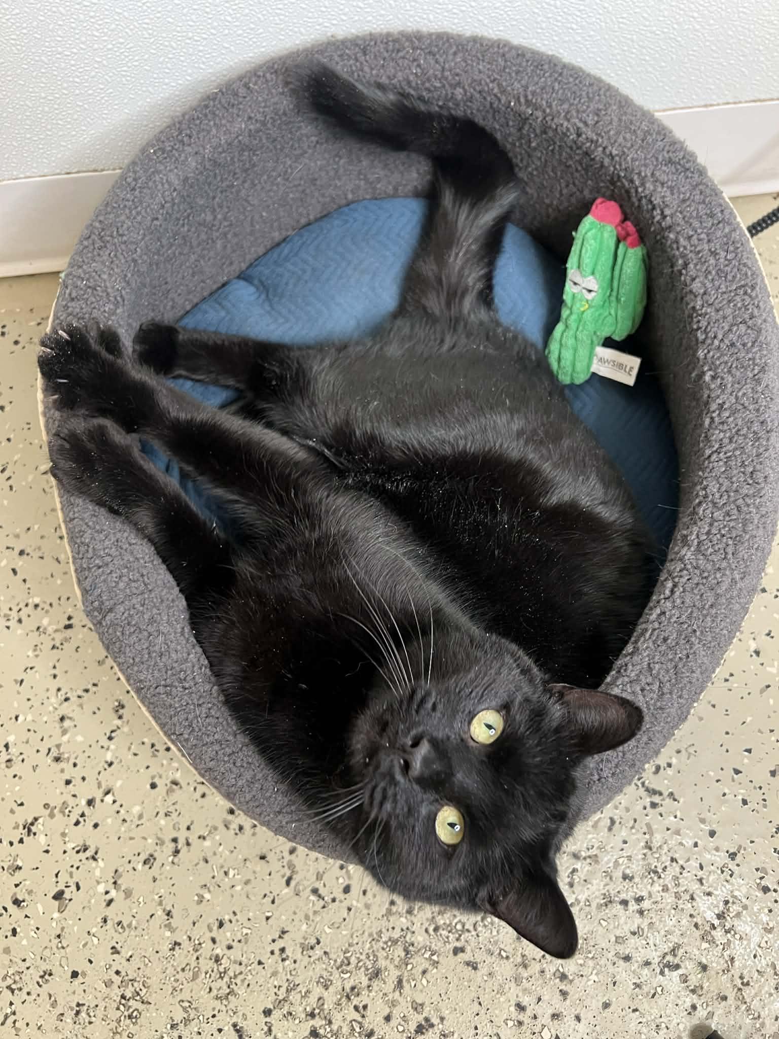 Enlarge Sable, a ADOPTABLE Domestic Short Hair in Frankenmuth, MI image 5/6