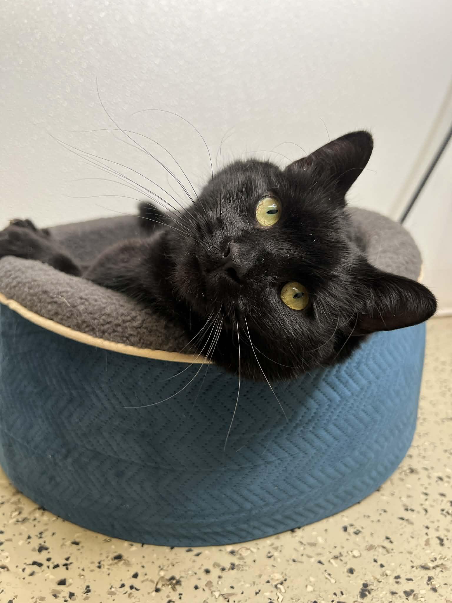 Enlarge Sable, a ADOPTABLE Domestic Short Hair in Frankenmuth, MI image 4/6