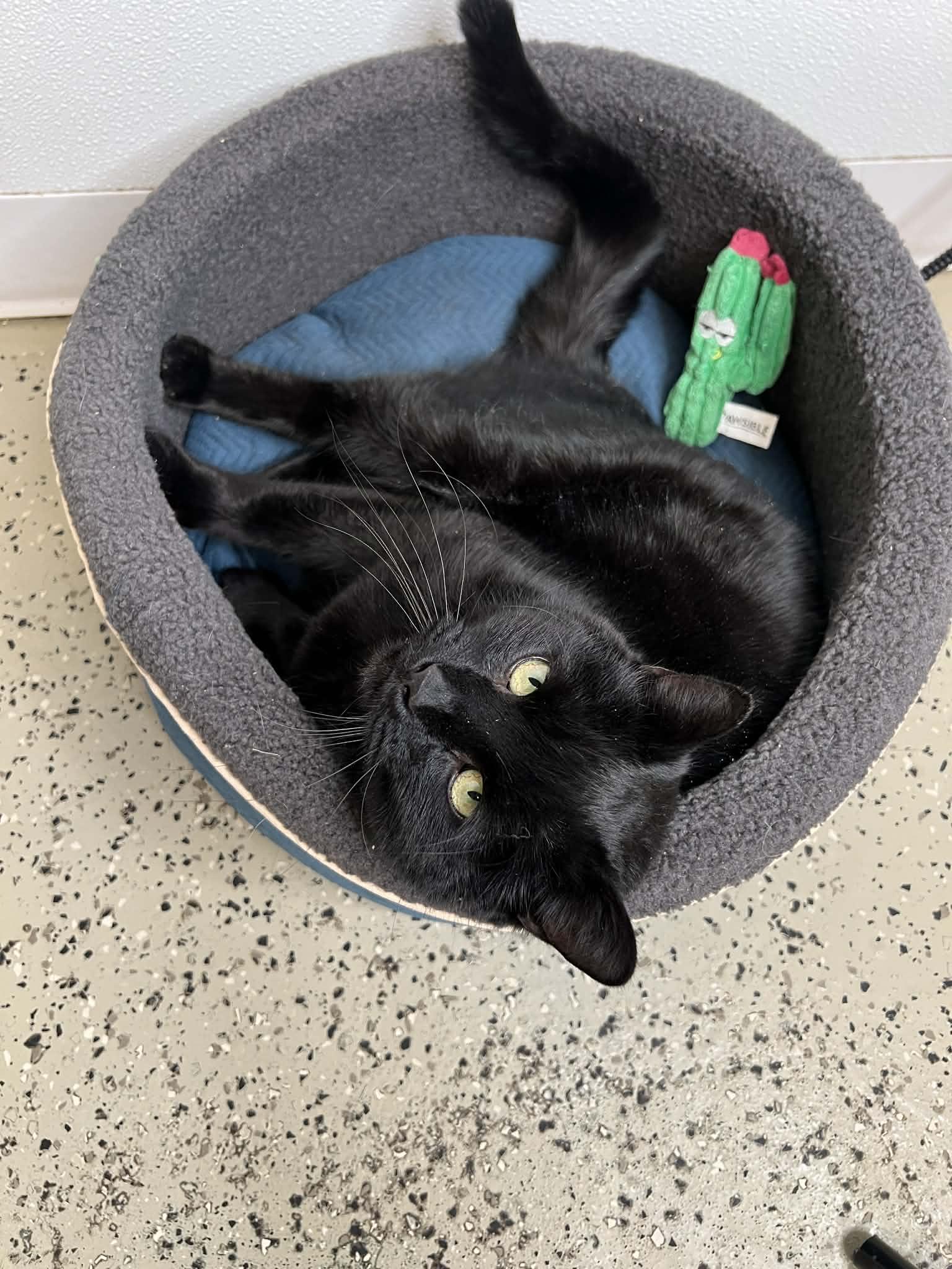 Enlarge Sable, a ADOPTABLE Domestic Short Hair in Frankenmuth, MI image 6/6