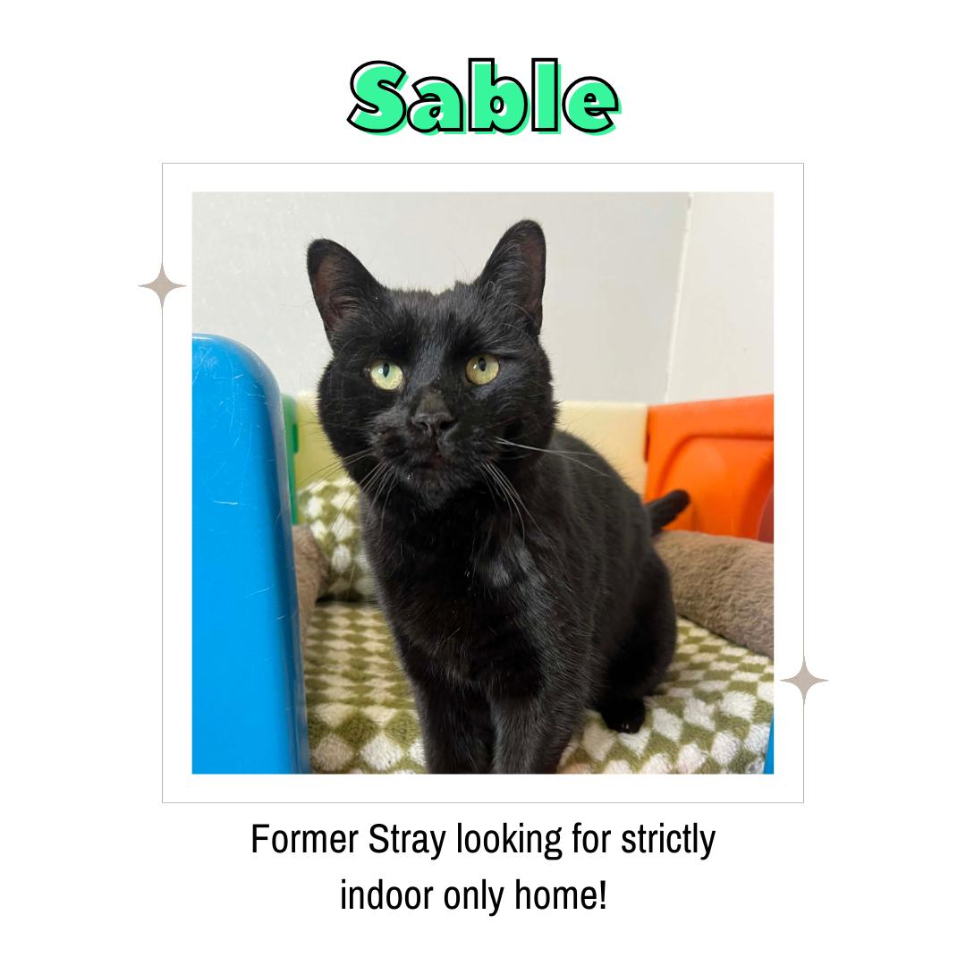 Enlarge Sable, a ADOPTABLE Domestic Short Hair in Frankenmuth, MI image 1/6