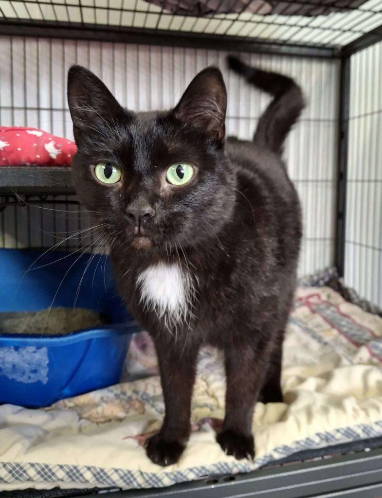 Enlarge TIANA, a Adoptable Domestic Short Hair in Ironwood, MI image 1/3