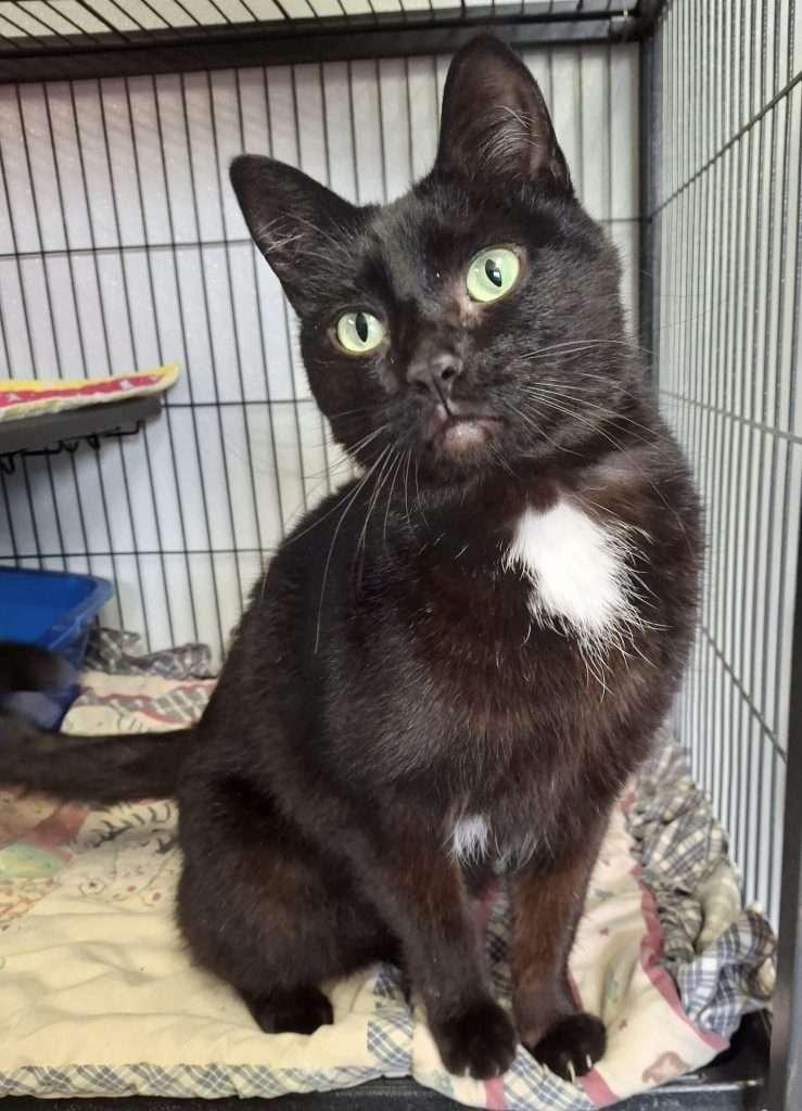 Enlarge TIANA, a Adoptable Domestic Short Hair in Ironwood, MI image 2/3