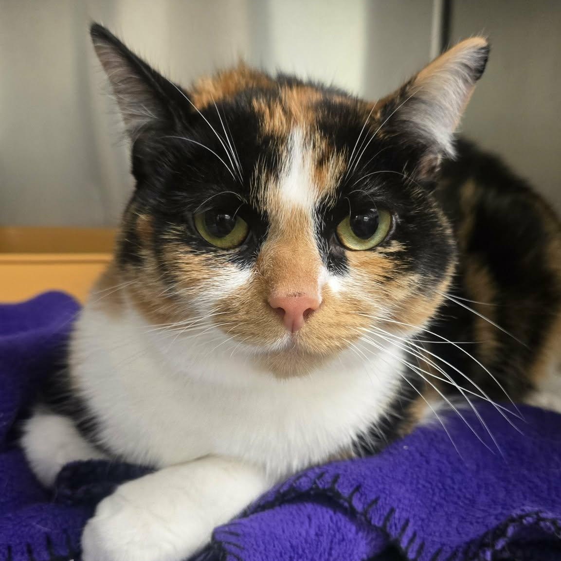 Ariel, a ADOPTABLE Domestic Short Hair in Martinsville, IN image 3/3