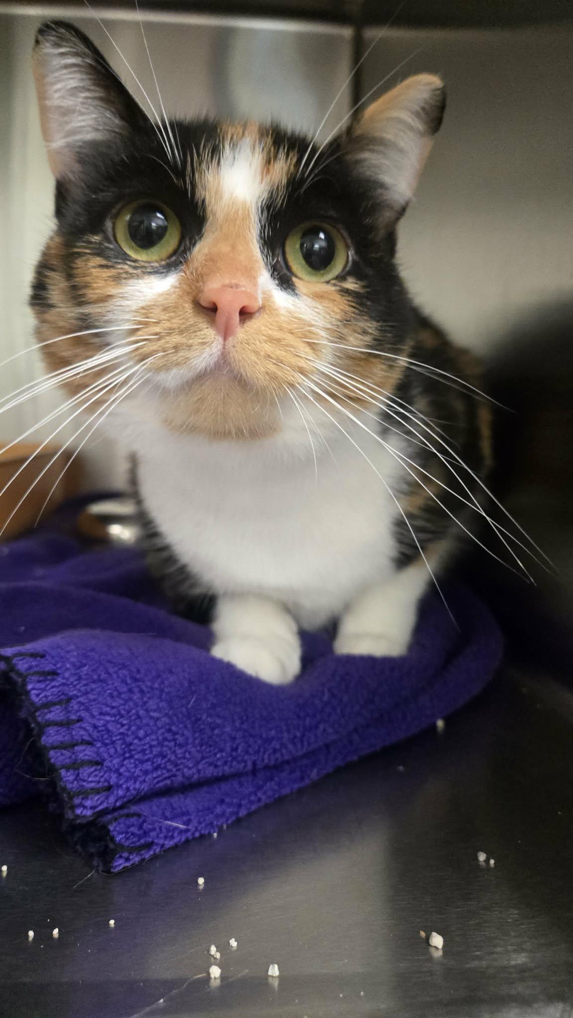 Ariel, ADOPTABLE, Adult Female Domestic Short Hair.