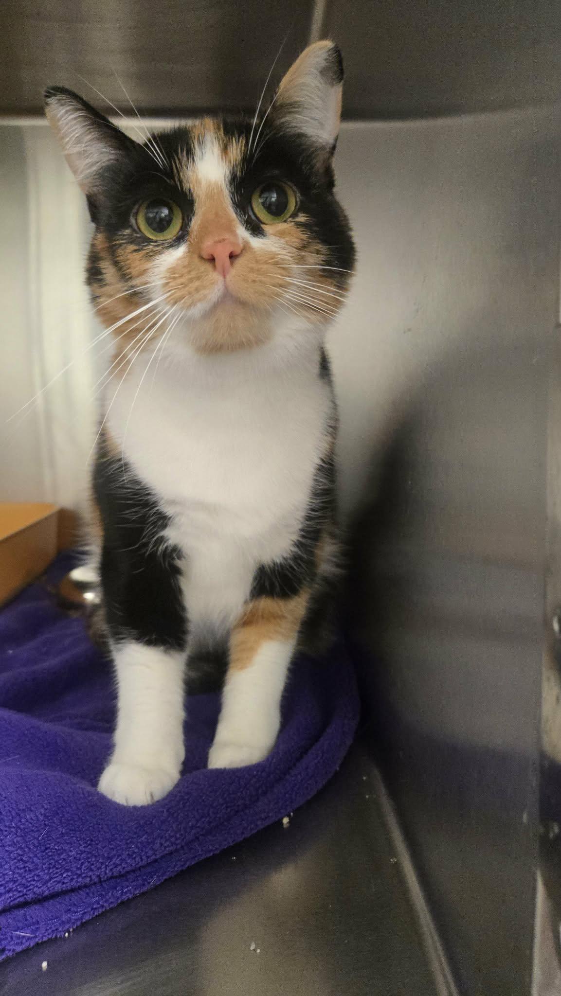 Ariel, a ADOPTABLE Domestic Short Hair in Martinsville, IN image 2/3
