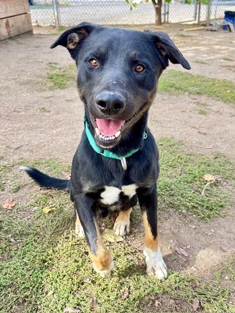 Cash, a Adoptable mixed breed in Phoenix, OR image 5/6