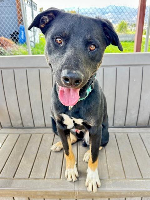 Cash, a Adoptable mixed breed in Phoenix, OR image 1/6