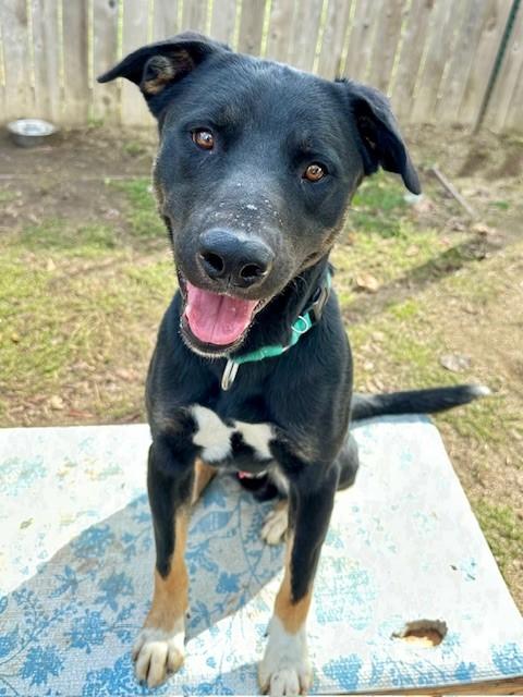 Cash, a Adoptable mixed breed in Phoenix, OR image 2/6