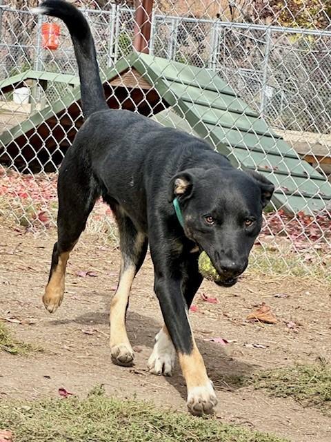 Cash, a Adoptable mixed breed in Phoenix, OR image 6/6